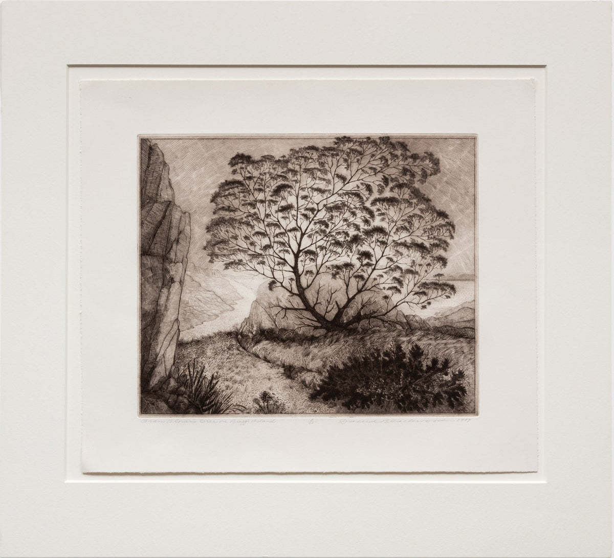 Gram Glover's Tree on Bragg's Island